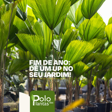 Fim de ano: dê um up no seu jardim 