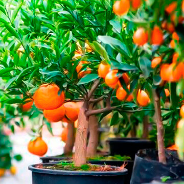 Pomar em vasos: funcionalidade que transforma espaços