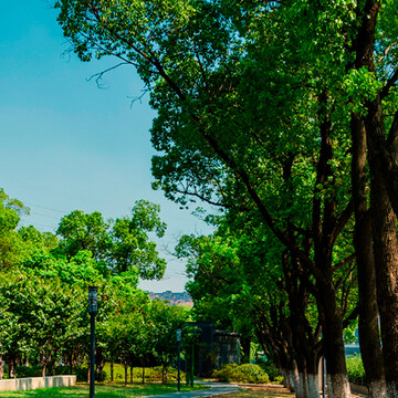 Arborização urbana: natureza que transforma cidades