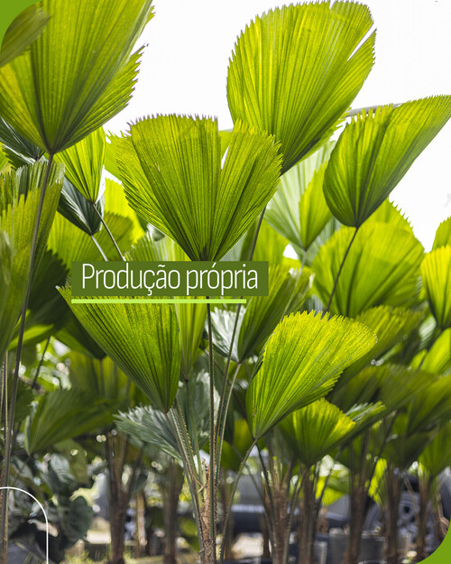 Produtor de Plantas Ornamentais e Árvores de reflorestamento