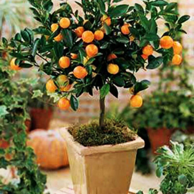Plantas para Paisagismo